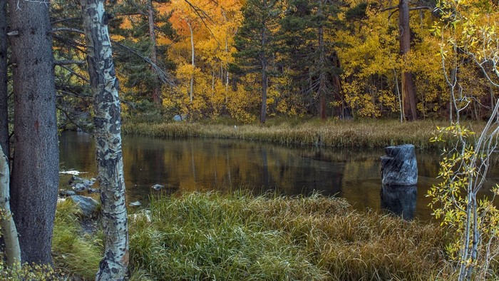 Autumn Lake with Trees and Stump