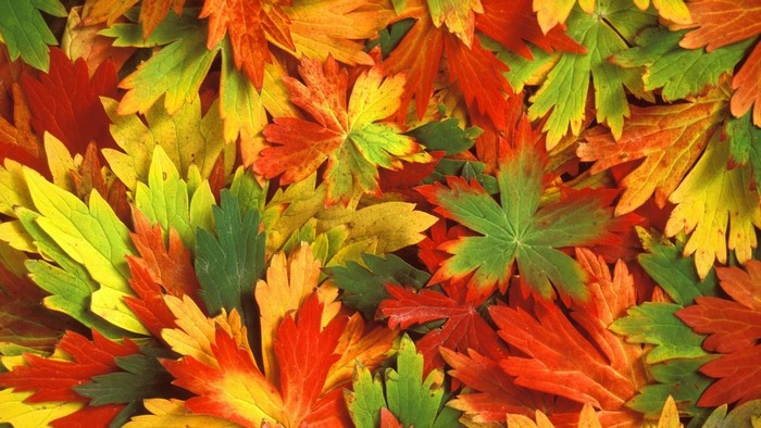 Colorful Fall Leaves