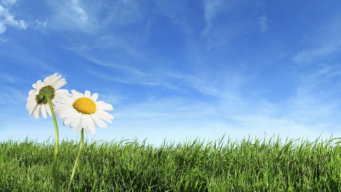 Two daisies in a green field under a blue sky