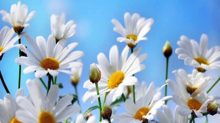 White daisies against a blue sky