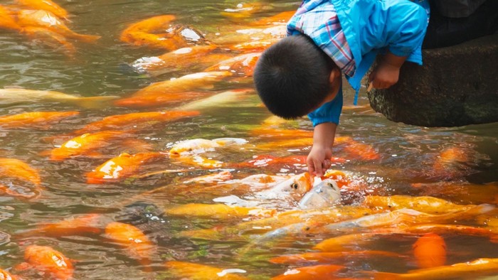 Boy feeding a school of koi fish in a pond