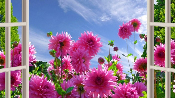 Pink Dahlias Under a Blue Sky