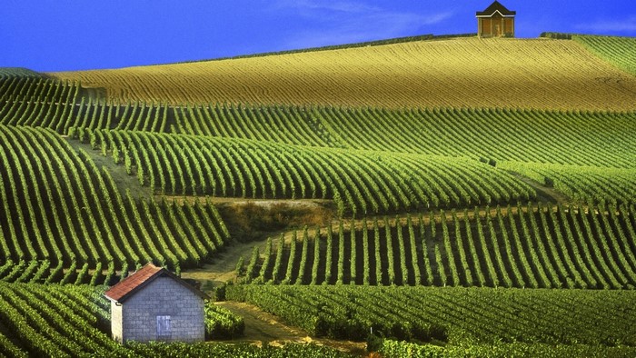 Vineyards in Champagne, France