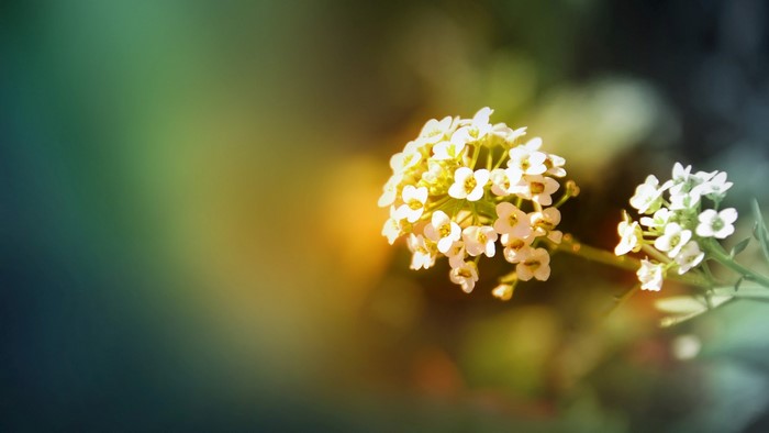 Close-up of white flowers with blurred background