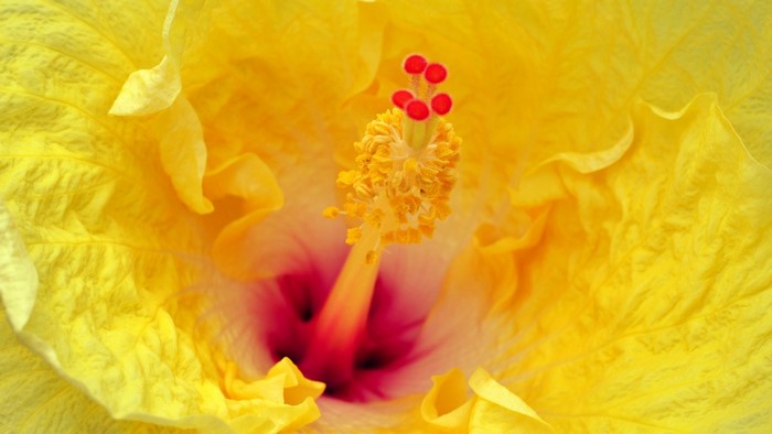 Close-up of a yellow hibiscus flower stamen and pistil