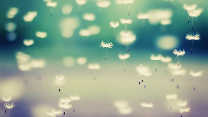 Flying Dandelion Seeds