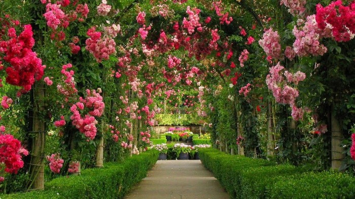 Flower-lined garden path with rose bushes