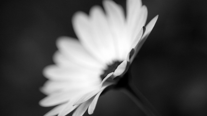 Black and white close-up of a daisy