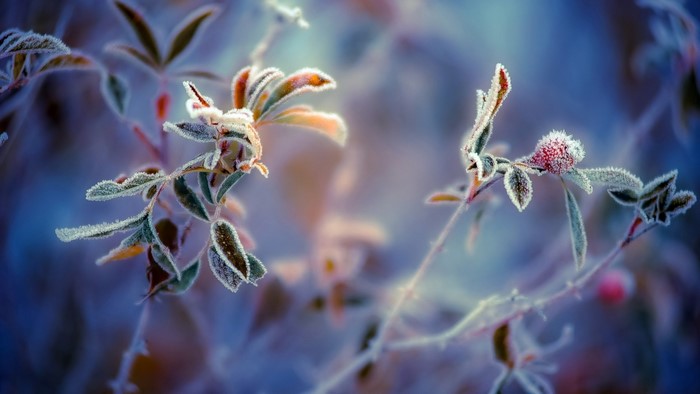 Frozen rose hips and leaves with frost