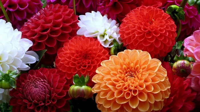 Colorful Dahlia Flowers