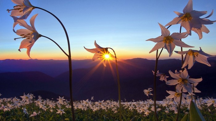 White flowers at sunrise over mountains