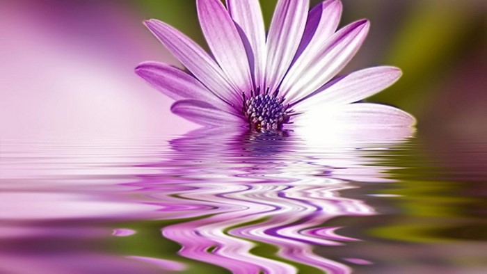 Purple flower floating on water