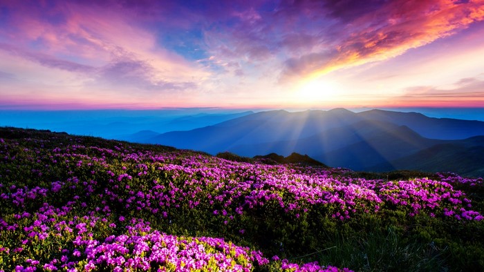 Purple Flowers on Mountain Slope at Sunset