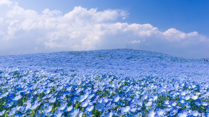 Field of Baby Blue Flowers Under Clouds