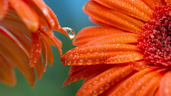 Orange Gerbera Flowers with Water Drops