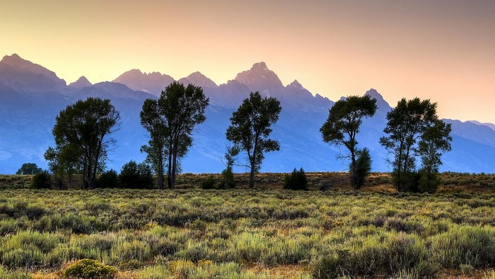 Trees in front of the Teton Mountains at sunrise