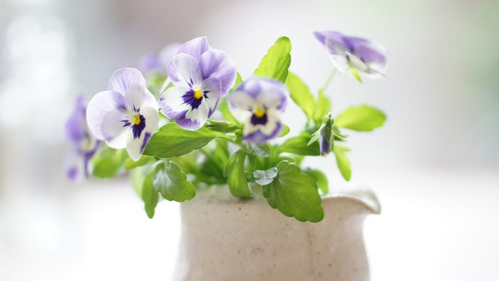 Bouquet of Pansy Viola Flowers in a Vase