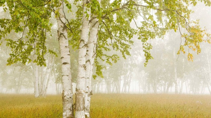 Birch trees in a foggy meadow
