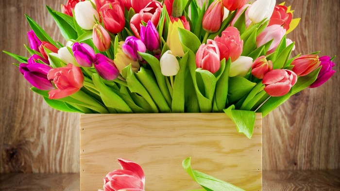 Colorful Tulips in a Wooden Box