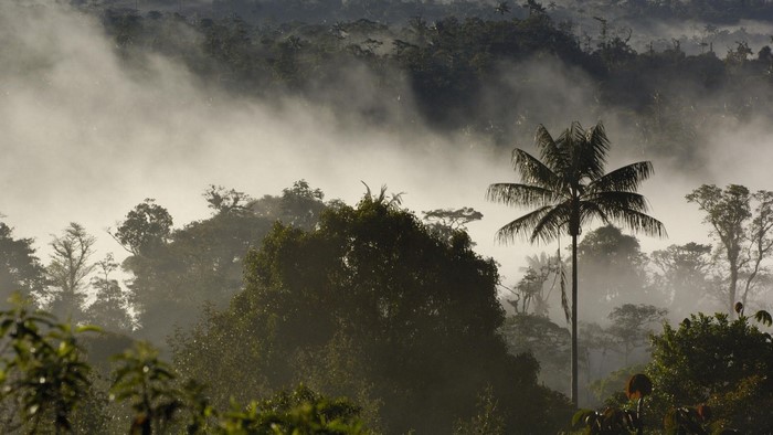 Misty rainforest canopy with palm tree