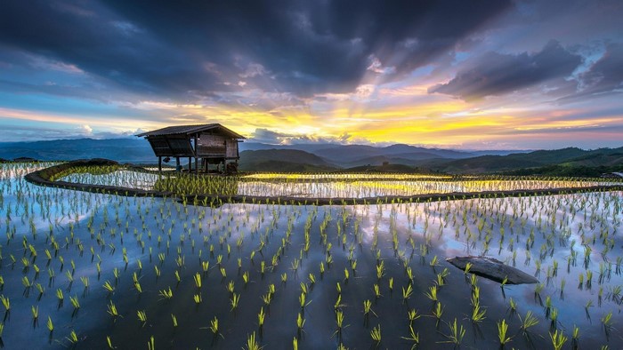 Rice fields in Chiang Mai, Thailand at sunset