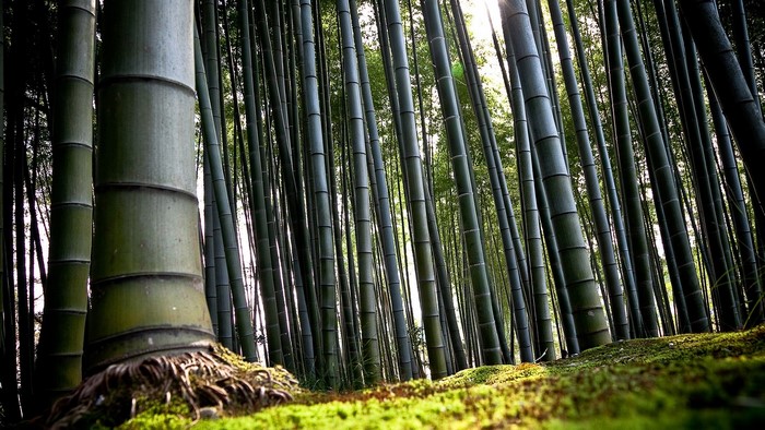 Bamboo Forest