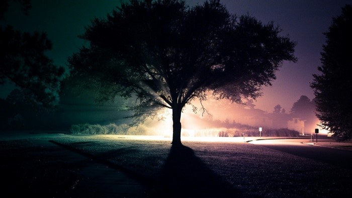 Tree with light rays at twilight