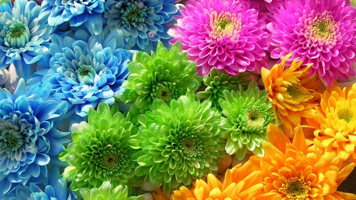 Colorful Chrysanthemums in a Rainbow Arrangement