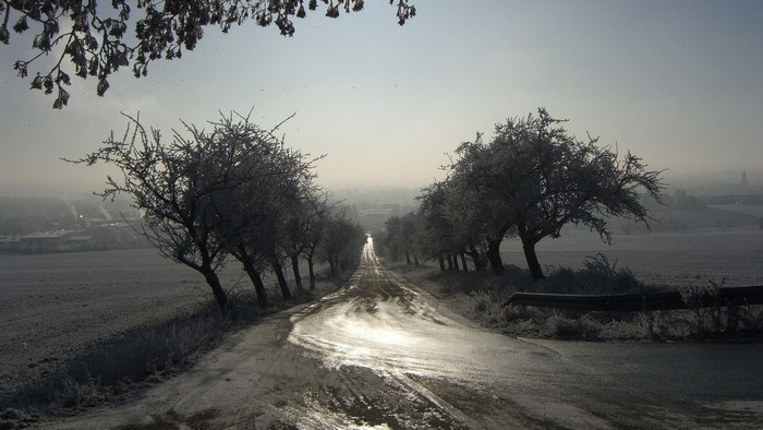 Frosty trees line a wet road in winter