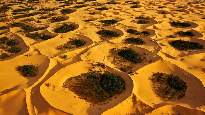 Adjder Oasis desert landscape with vegetation