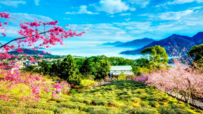 Cherry blossoms over tea fields with mountains