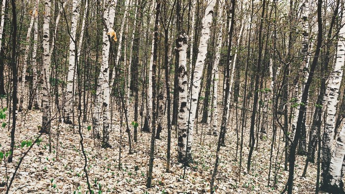 Birch trees in a forest with fallen leaves