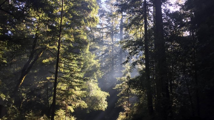 Sunlight filtering through trees in Big Basin Redwood State Park, California