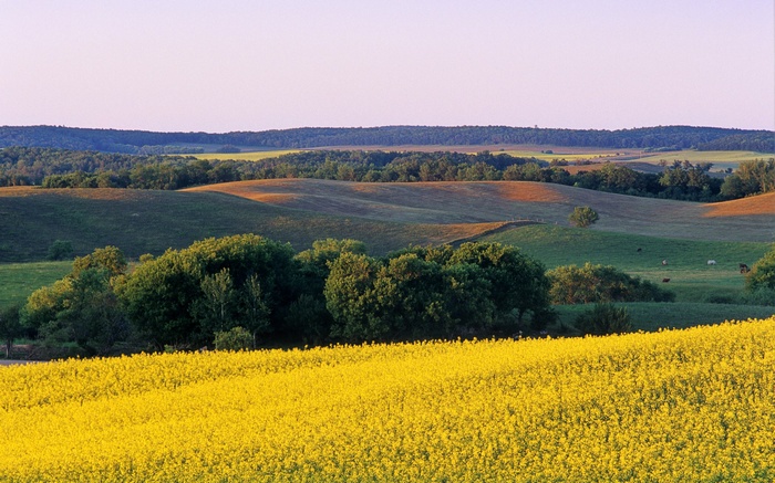 Rolling Hills with Yellow Flower Field and Trees