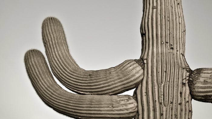 Close-up of a Saguaro Cactus with arms