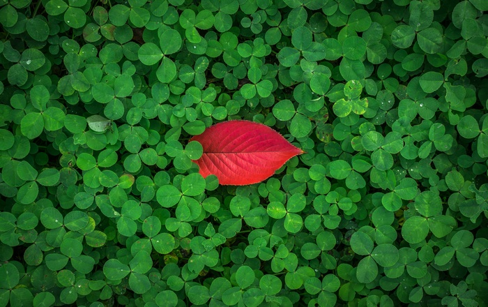 Red leaf on shamrock leaves 4K