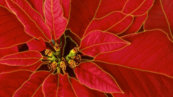 Close-up of red Poinsettia flowers