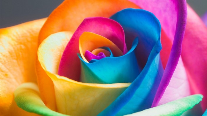 Close-up of a Rainbow Rose