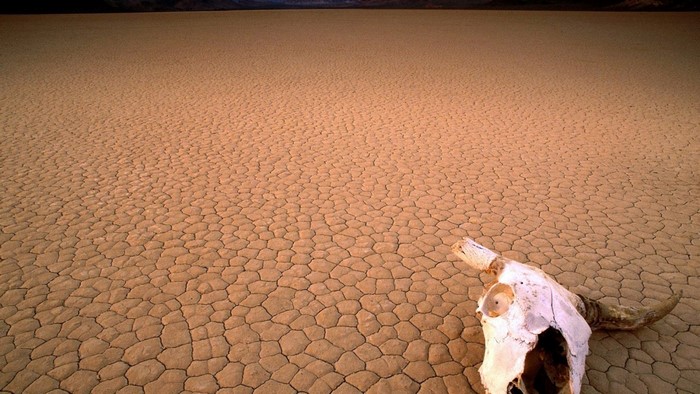 Cow skull on cracked earth in Death Valley