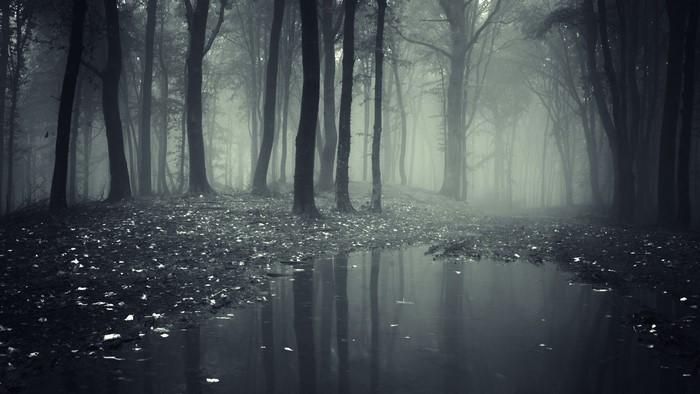 Dark and Creepy Forest with Fog