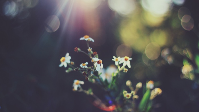 Retro flowers with bokeh and sun flares