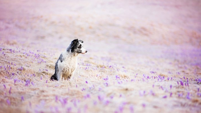 Border Collie dog sitting in a field of purple crocuses