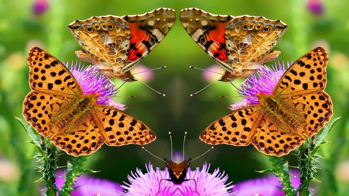 Beautiful Butterflies on Purple Thistle Flowers