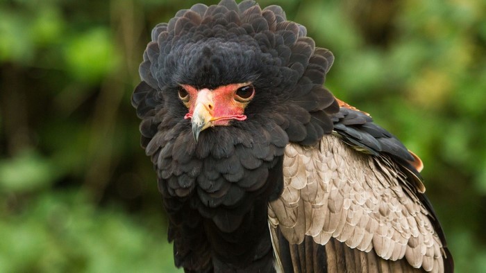 Bateleur eagle with black and tan feathers