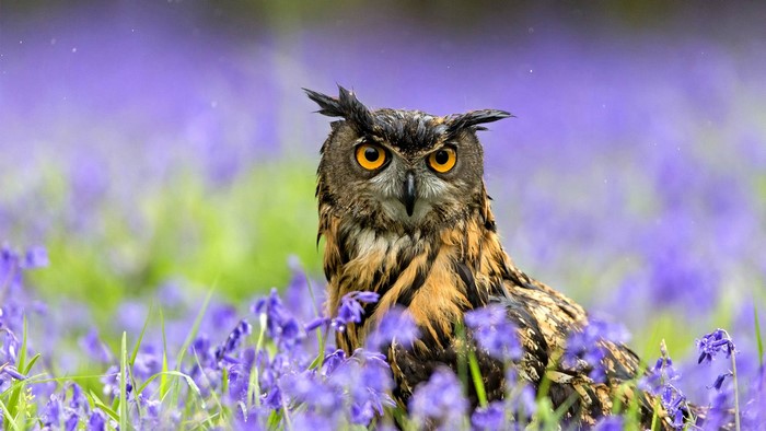 Eurasian Eagle Owl in a field of bluebells