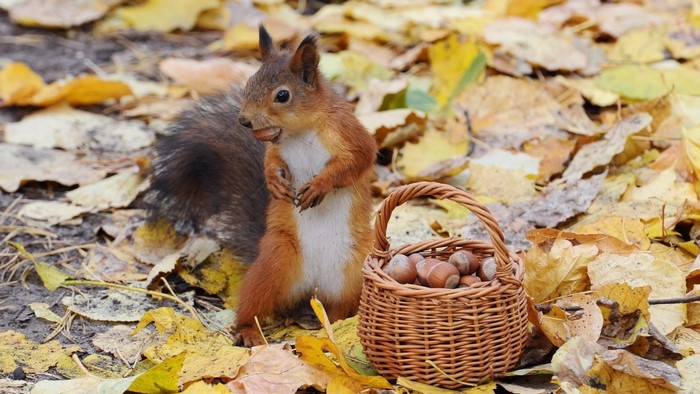 Squirrel with a basket of nuts in autumn leaves