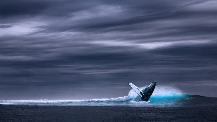 Whale breaching in a stormy ocean