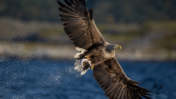 White-tailed eagle catching a fish