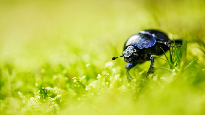 Close-up of a dark beetle on green grass