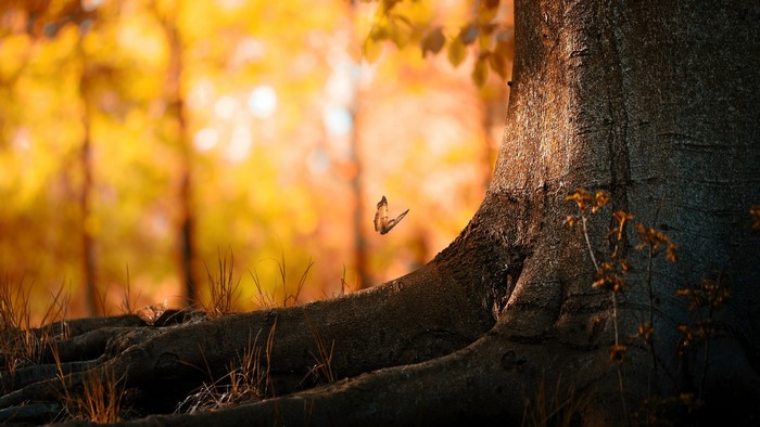 Butterfly near a large tree with autumn foliage